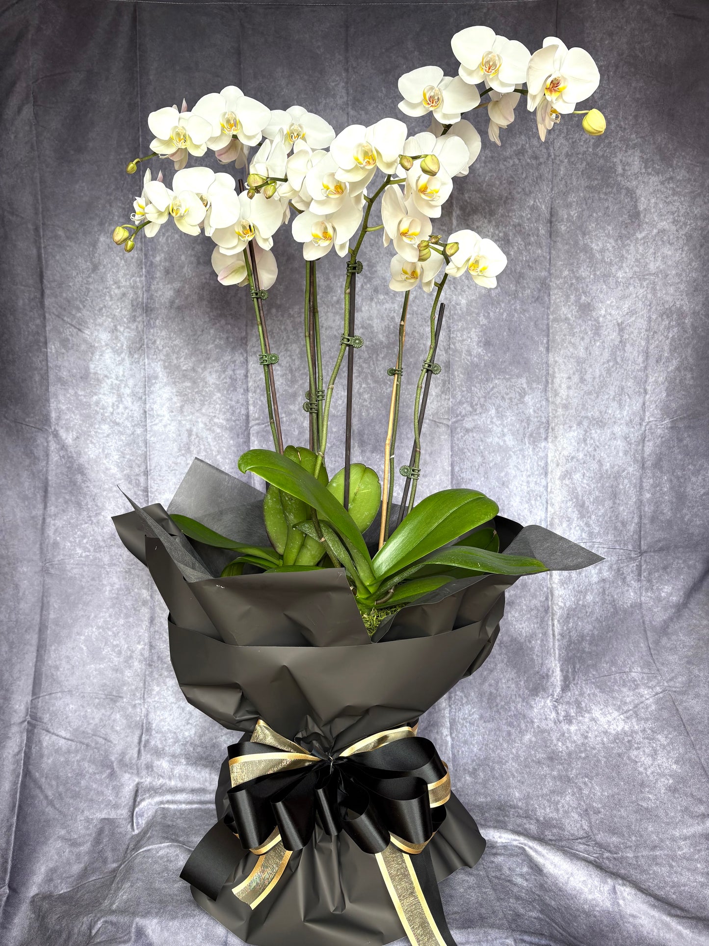 Ichirin Orchid Arrangement – Elegant Corporate Floral Design